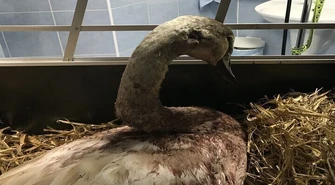 Ktoś postrzelił łabędzia na jeziorze Bugaj 