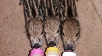 Dzieci słynnego Chrumka już piją...