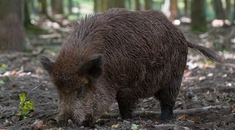 Sanitarny odstrzał dzików trwa