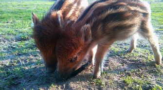 Rosną jak na drożdżach