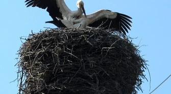 Bociany powróciły!