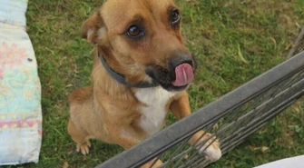 "Nie kupuj, adoptuj!"