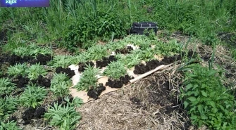 Policja zlikwidowała leśną uprawę marihuany