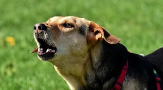 Wyższe kary za nieupilnowanie psa?