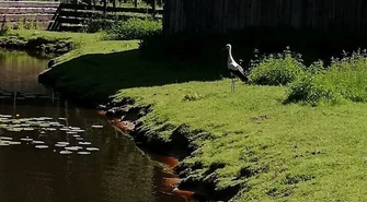 Porażony prądem bocian z Poświętnego trafił do Osady w Kole