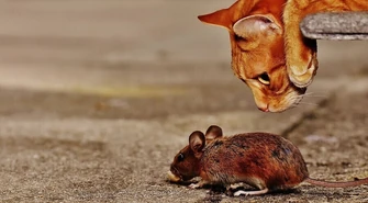 Myszy lub szczury w zakładzie produkcyjnym - obowiązki ustawowe i formy zwalczania