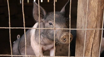 W Przygłowie nie będzie chlewni przemysłowej