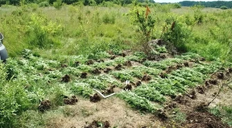 Plantacja konopi ukryta w lesie 