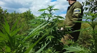 Ścięli ponad 430 krzaków konopi 