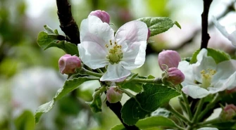 Z cyklu "Przyroda zawsze ci odda..." Las Jabłoniowy 