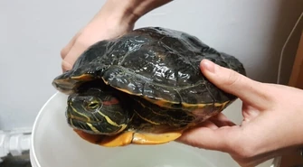 Nietypowy połów w Tomaszowie Mazowieckim