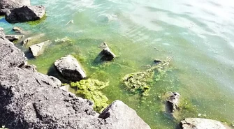 Sinice niebezpieczne? 