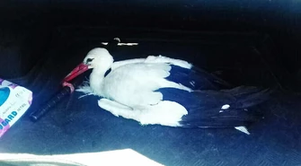 Uratowali rannego bociana 