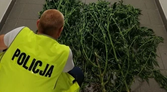 Uprawa marihuany przy stawach w gminie Grabica 