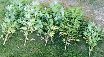 Uprawiał konopie za stodołą