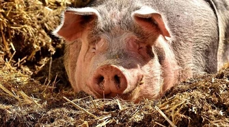 Około 50 świń utopiło się w gnojowicy