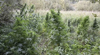 Leśna uprawa marihuany zlikwidowana w Malińcu