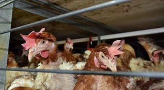 Czy to początek końca „epoki klatkowej” dla zwierząt? We wtorek akcja w Piotrkowie! 