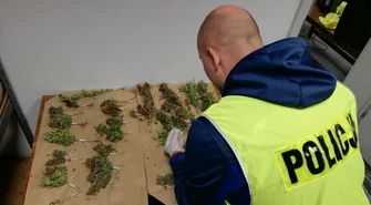 Gmina Wola Krzysztoporska: Plantacja marihuany w polu kukurydzy 