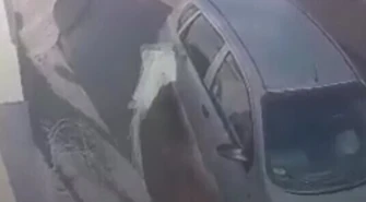 Łoś zdemolował dom w Wolborzu 