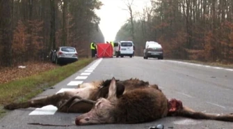 Śmiertelne zderzenie z jeleniem