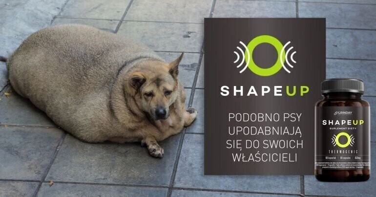 Spalacz tłuszczu który zaspokoi twoje potrzeby