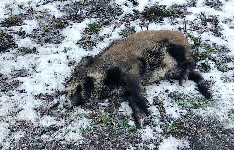 Martwy dzik w lesie przy Wolborskiej