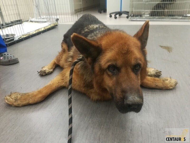 Cała Polska ratuje maltretowanego Nestora psa organisty