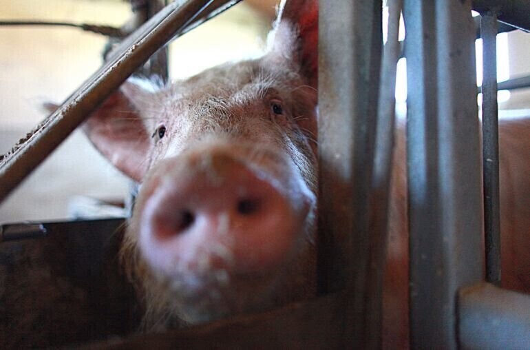 Podają się za inspektorów weterynaryjnych. Starostwo ostrzega