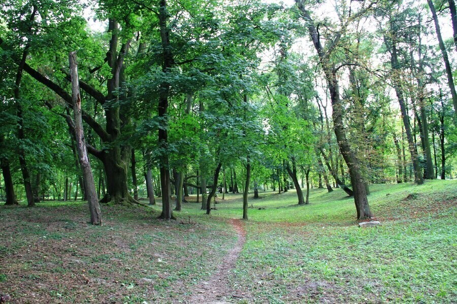 Kto odnowi moszczenicki park