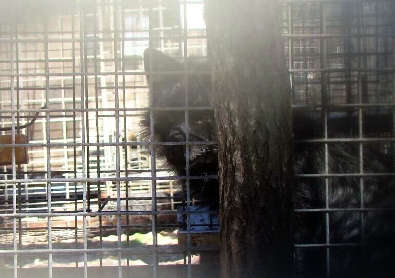 Sprawa właściciela fermy lisów trafi do prokuratury