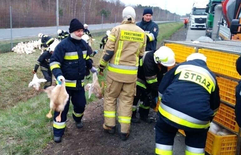 Tir przewrócił się na S8. Ciężarówka przewoziła kaczki