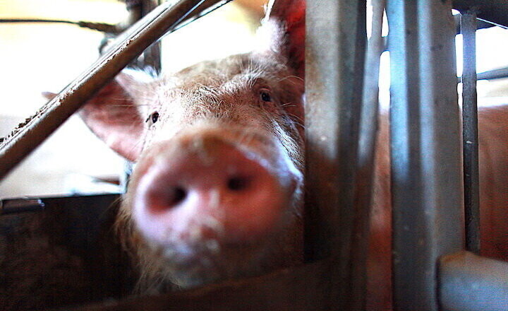 Wirus Afrykańskiego Pomoru Świń mamy już za sobą