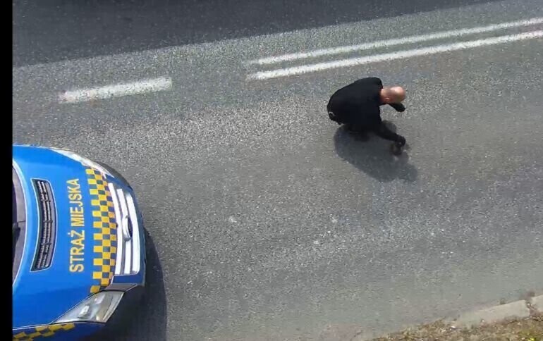 Dzięki kamerom uratowali jeża VIDEO