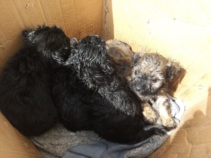 4 szczeniaki porzucone w pudle VIDEO