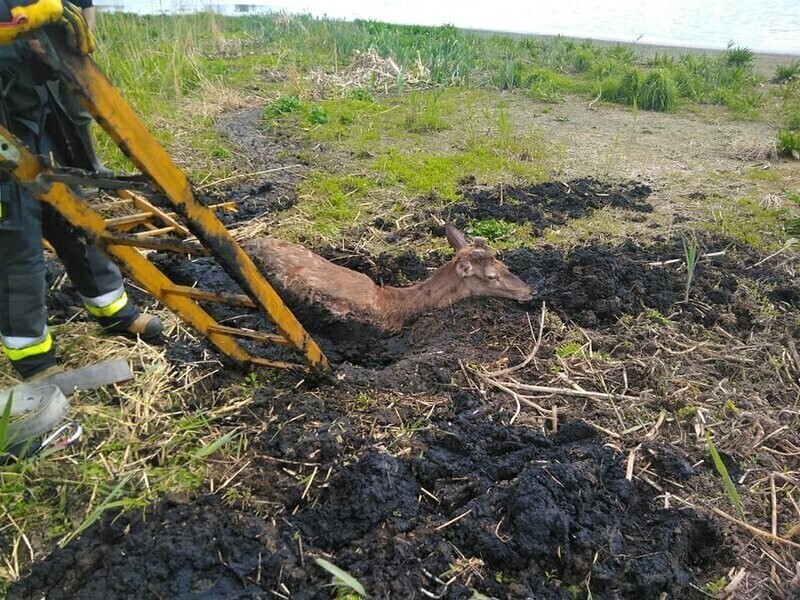 Wyczerpany jeleń uratowany przez strażaków