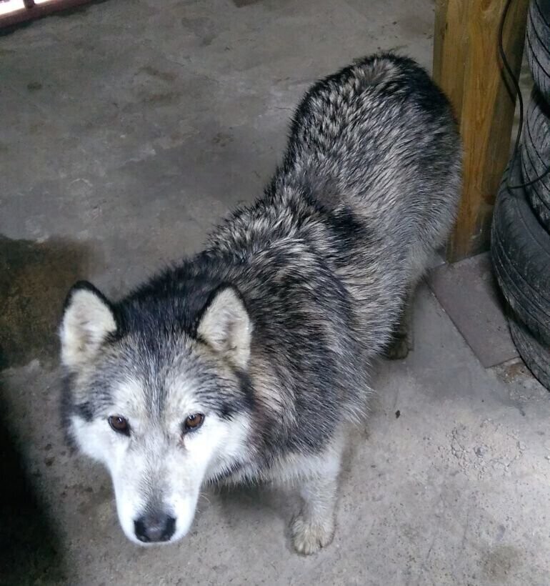 Husky znalazł właściciela