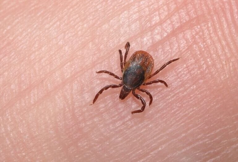 Z roku na rok coraz więcej kleszczy. Uważajcie wchodząc do lasu