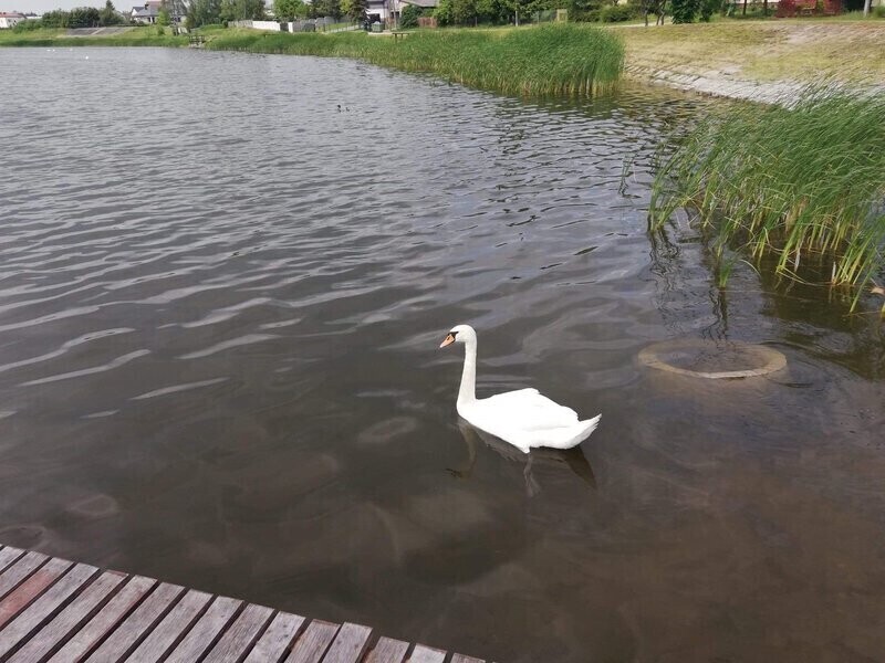 Ranny łabędź uratowany przez policjanta z Przedborza