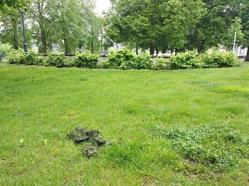 Cuchnący problem zniknie z placu Zamkowego Wideo