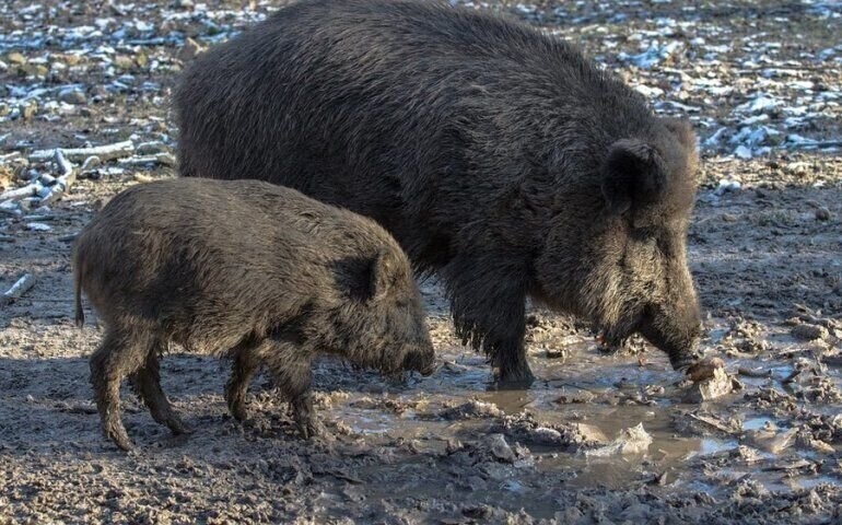 Będzie kolejny sanitarny odstrzał dzików w naszym regionie
