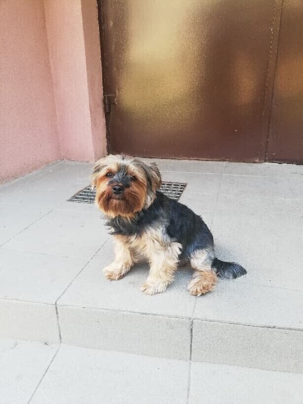 Potrącił psa później po niego wrócił i...go porwał