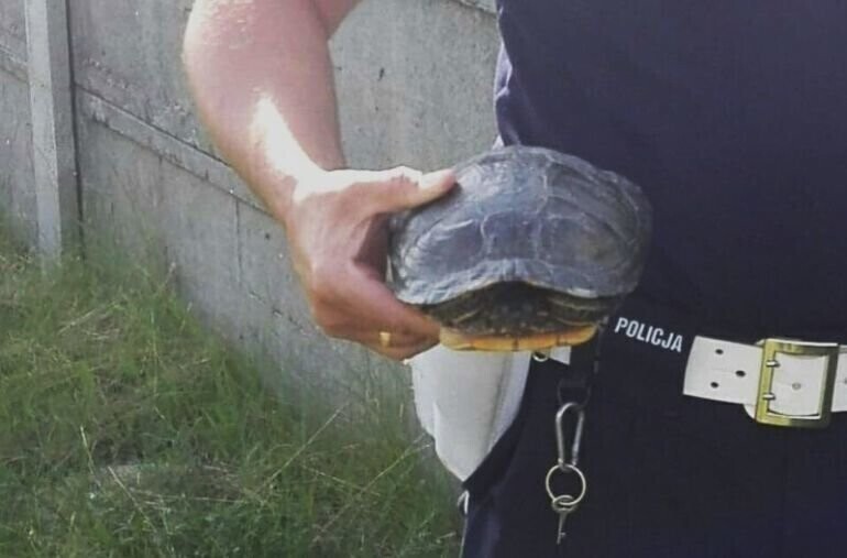 Interweniują nawet w sprawie żółwia