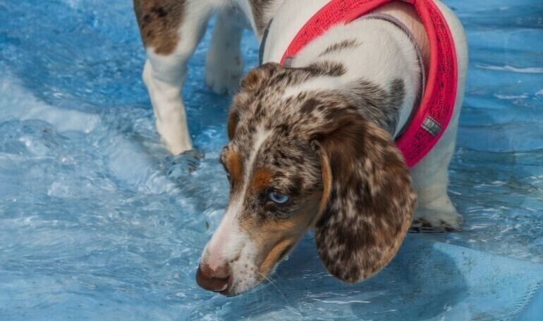 W upały zatroszczcie się o zwierzęta