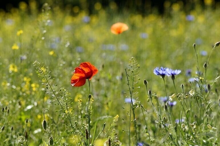 Koniec upałów. Przynajmniej na razie