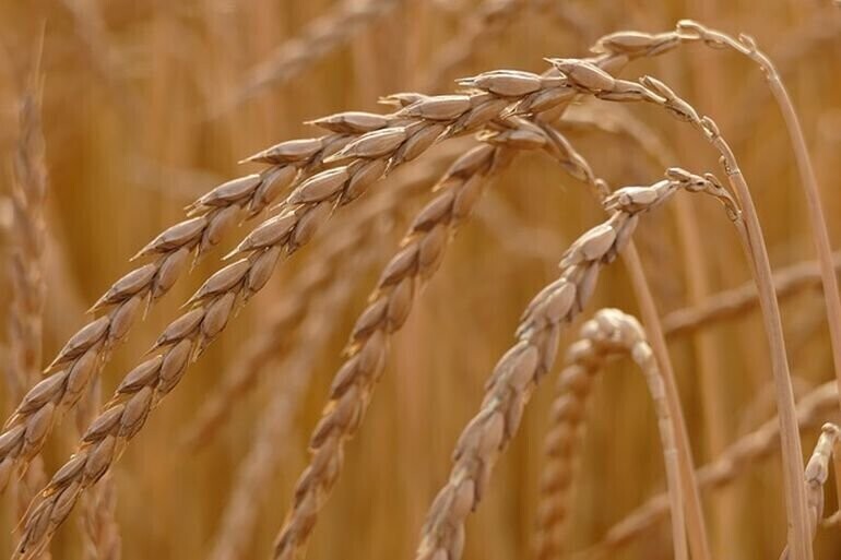 Dieta Świętej Hildegardy