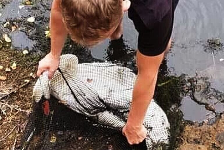 Niecodzienna akcja ratunkowa w Barkowicach. Uwolnili łabędzia z sideł