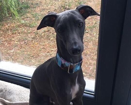 Zaginął pies. Właściciele proszą o pomoc