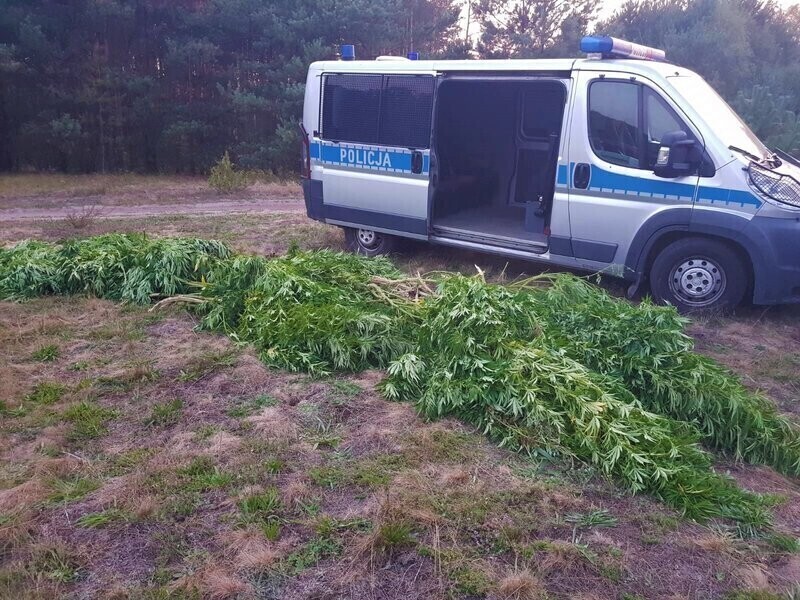 Zatrzymani za uprawę konopi indyjskich