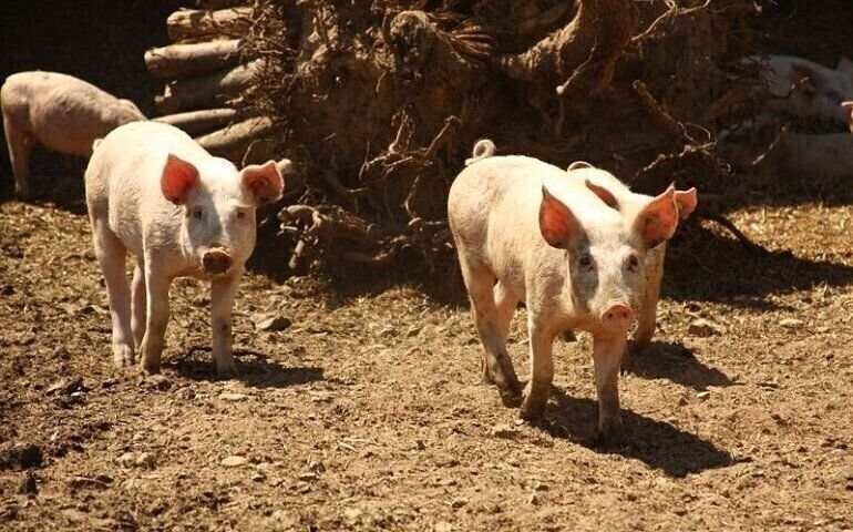 ASF coraz bliżej. Sanitarny odstrzał dzików pomoże